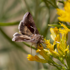 Anagrapha falcifera