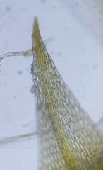 Archidium alternifolium