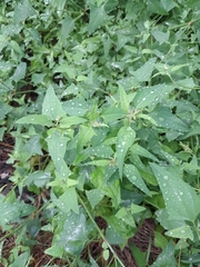 Atriplex prostrata