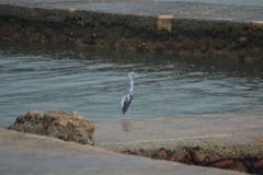 Egretta caerulea