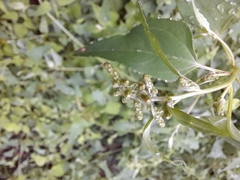 Atriplex prostrata