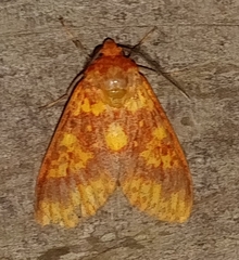 Symphlebia