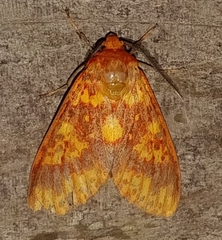 Symphlebia