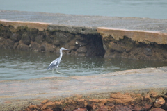 Egretta caerulea