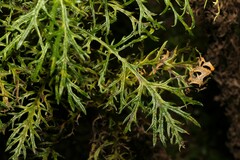 Senecio bipinnatisectus