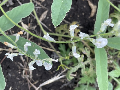 Glycine falcata