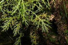 Senecio bipinnatisectus