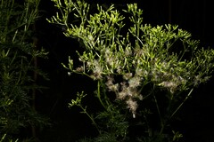 Senecio bipinnatisectus