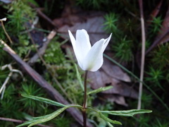 Anemonoides trifolia