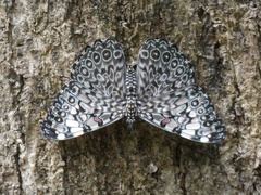 Hamadryas feronia