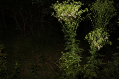 Senecio bipinnatisectus