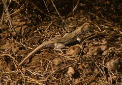 Acanthodactylus boskianus