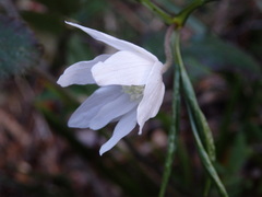 Anemonoides trifolia