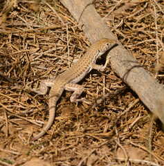 Acanthodactylus boskianus
