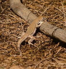 Acanthodactylus boskianus