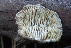 Trametes betulina