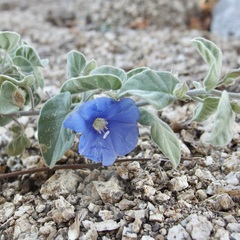 Jacquemontia abutiloides