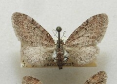 Eupithecia swettii