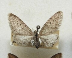 Eupithecia matheri