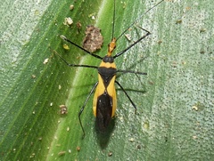 Zelus fasciatus