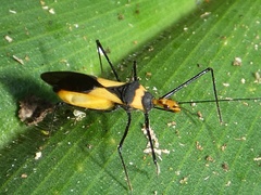 Zelus fasciatus