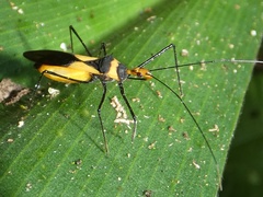 Zelus fasciatus