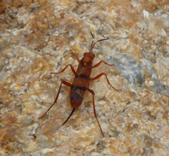 Compsocryptus texensis