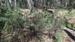 Exocarpos cupressiformis