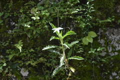 Hippobroma longiflora