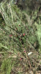 Exocarpos cupressiformis