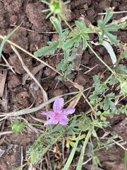 Hibiscus brachysiphonius