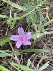 Hibiscus brachysiphonius