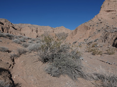 Ericameria paniculata
