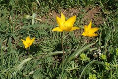 Tulipa sylvestris