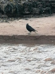 Corvus corone