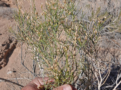 Ericameria paniculata