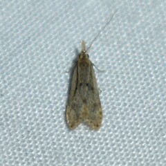 Dichomeris punctipennella