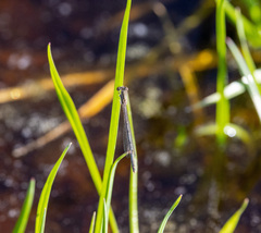 Ischnura hastata