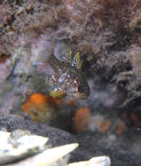 Vincentia conspersa