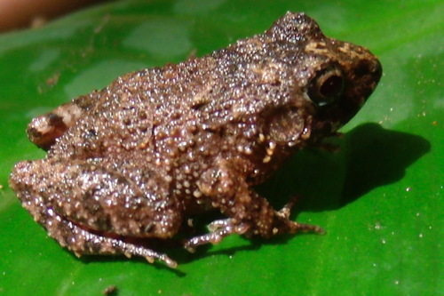 Craugastor polyptychus