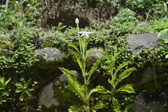 Hippobroma longiflora
