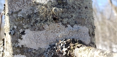 Lecanora caesiorubella