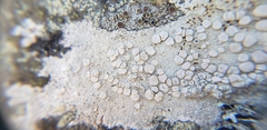 Lecanora caesiorubella