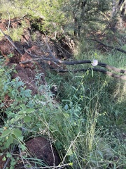 Hibiscus meraukensis