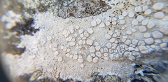 Lecanora caesiorubella