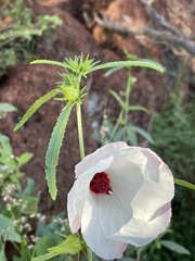 Hibiscus meraukensis