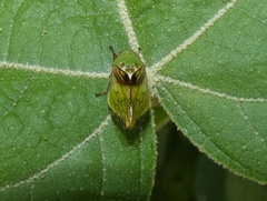 Gypona vulnerata