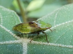 Gypona vulnerata