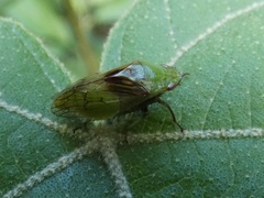 Gypona vulnerata