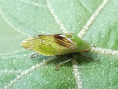 Gypona vulnerata
